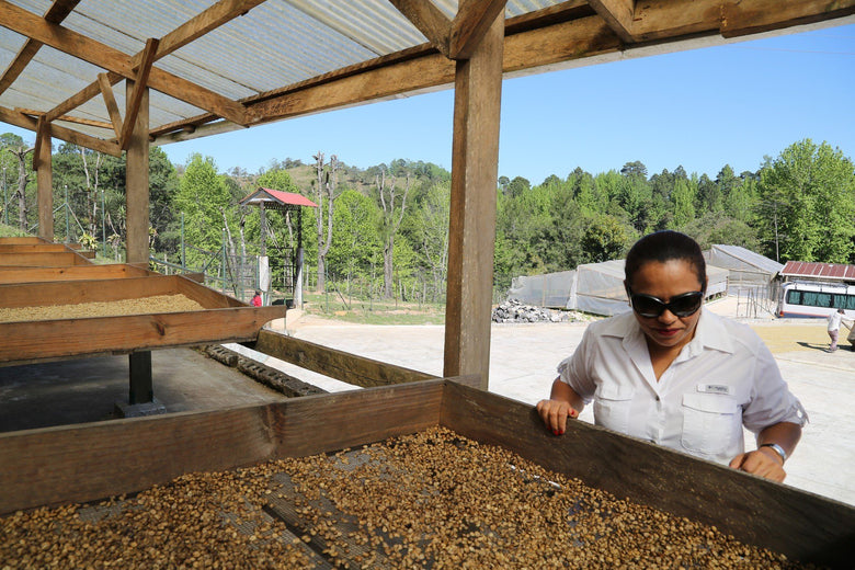 coffee bean processing