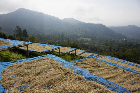 coffee farming terms