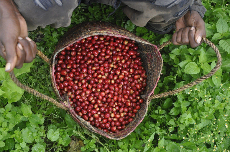 coffee growing terms