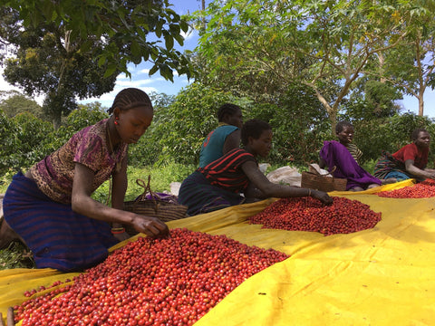 coffee processing terms