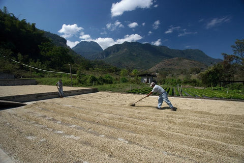 coffee sustainability