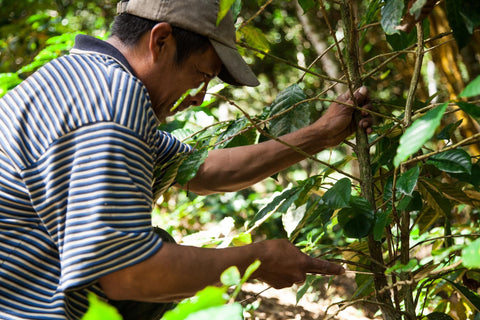 coffee sustainability