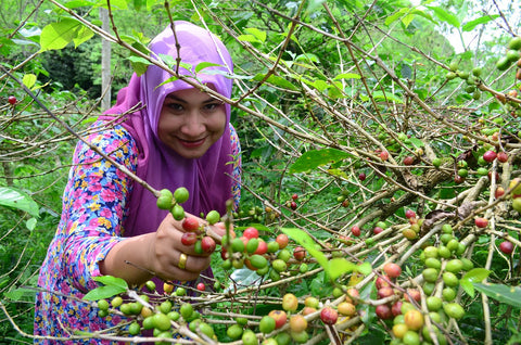 Coffee farmers are at the beginning of specialty coffee