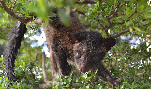 kopi luwak coffee