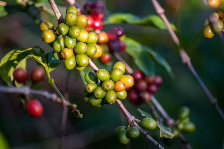 The Incredible Journey Of The Coffee Bean (Seed To Cup)